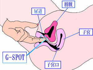 Gスポット（じーすぽっと）