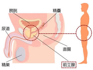 前立腺（ぜんりつせん）